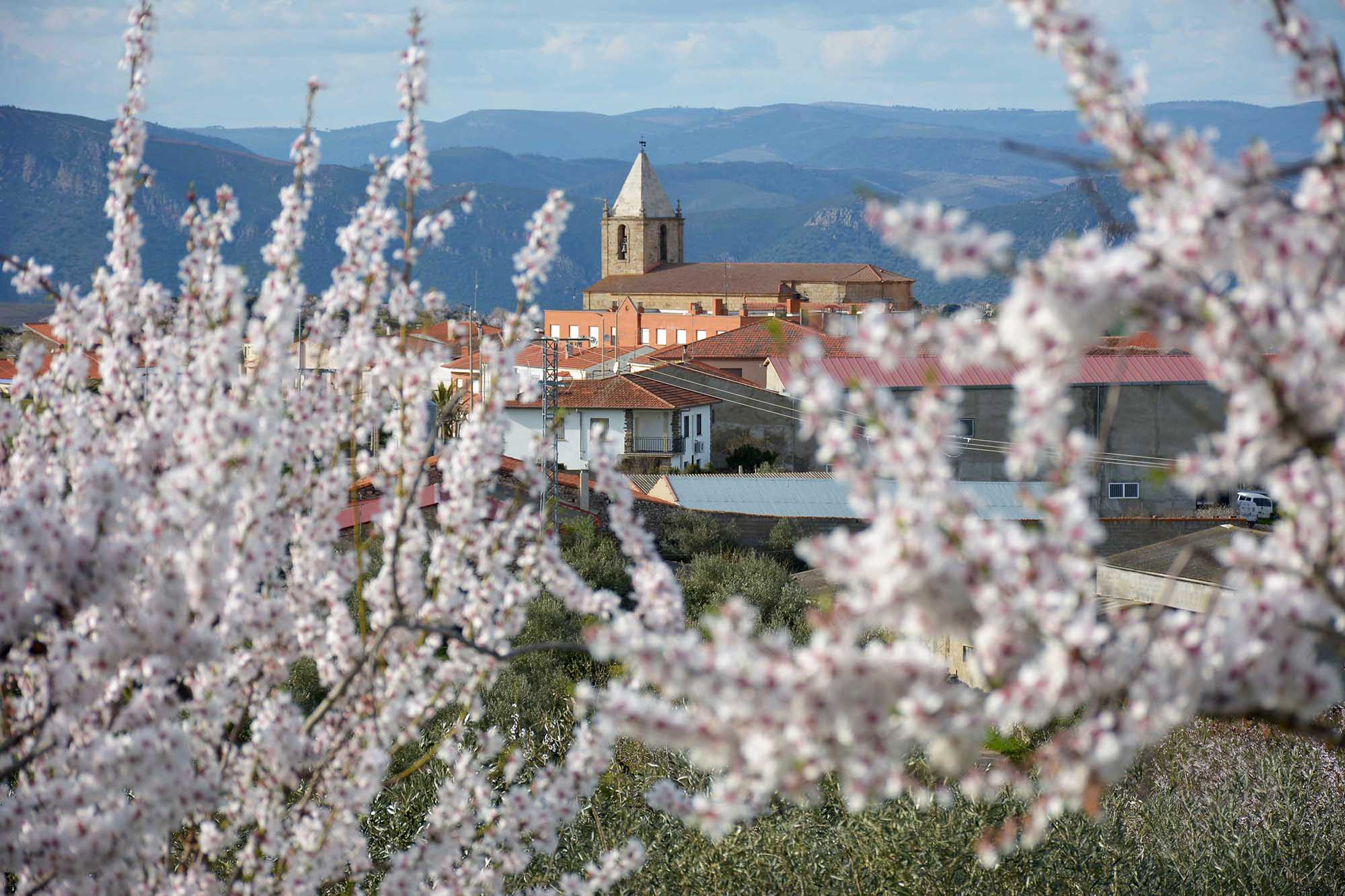 Día del Almendro en La Fregeneda